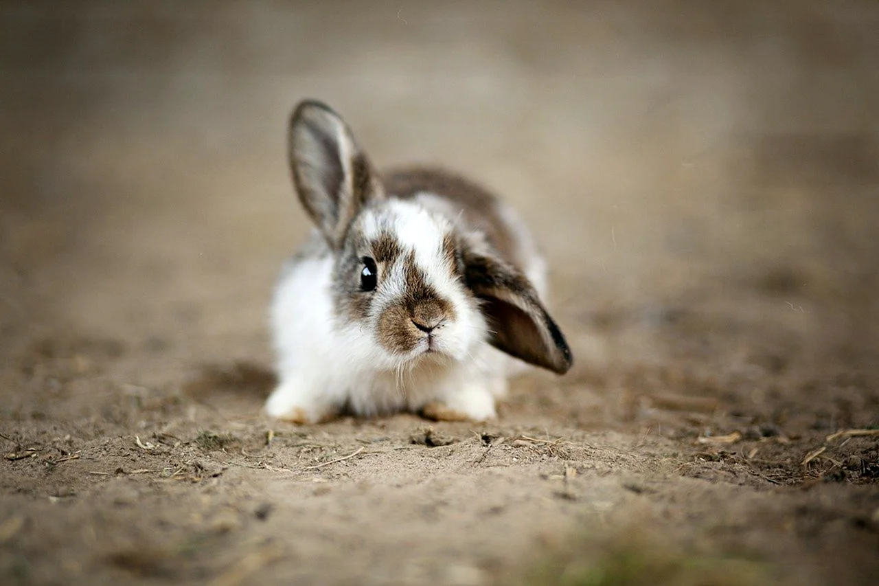Уши кролика