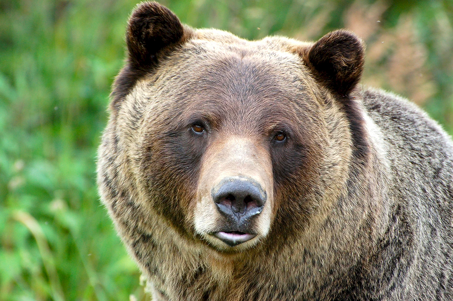 Уши медведя