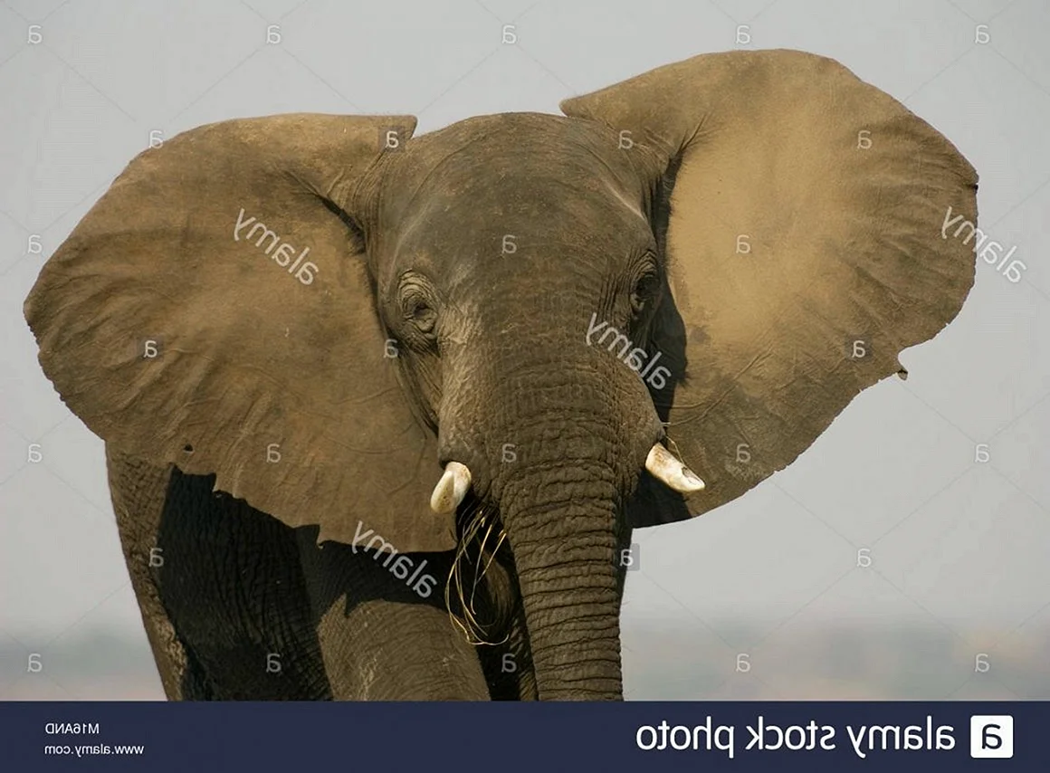 Уши слона