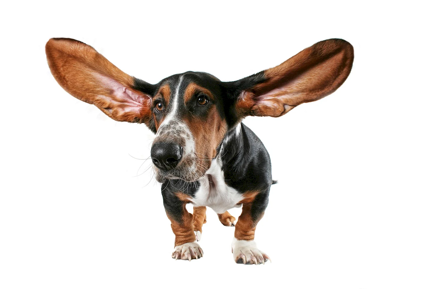 Уши собаки