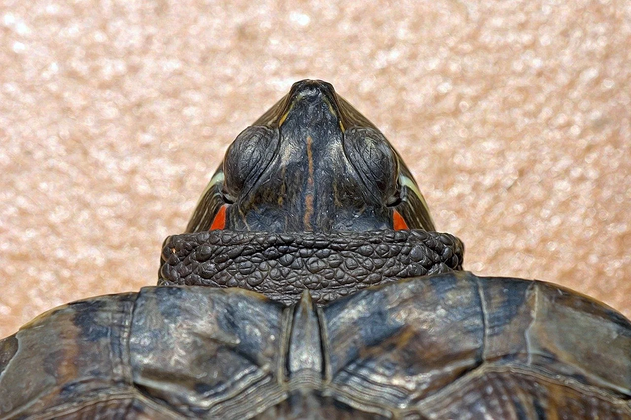 Уши у красноухой черепахи