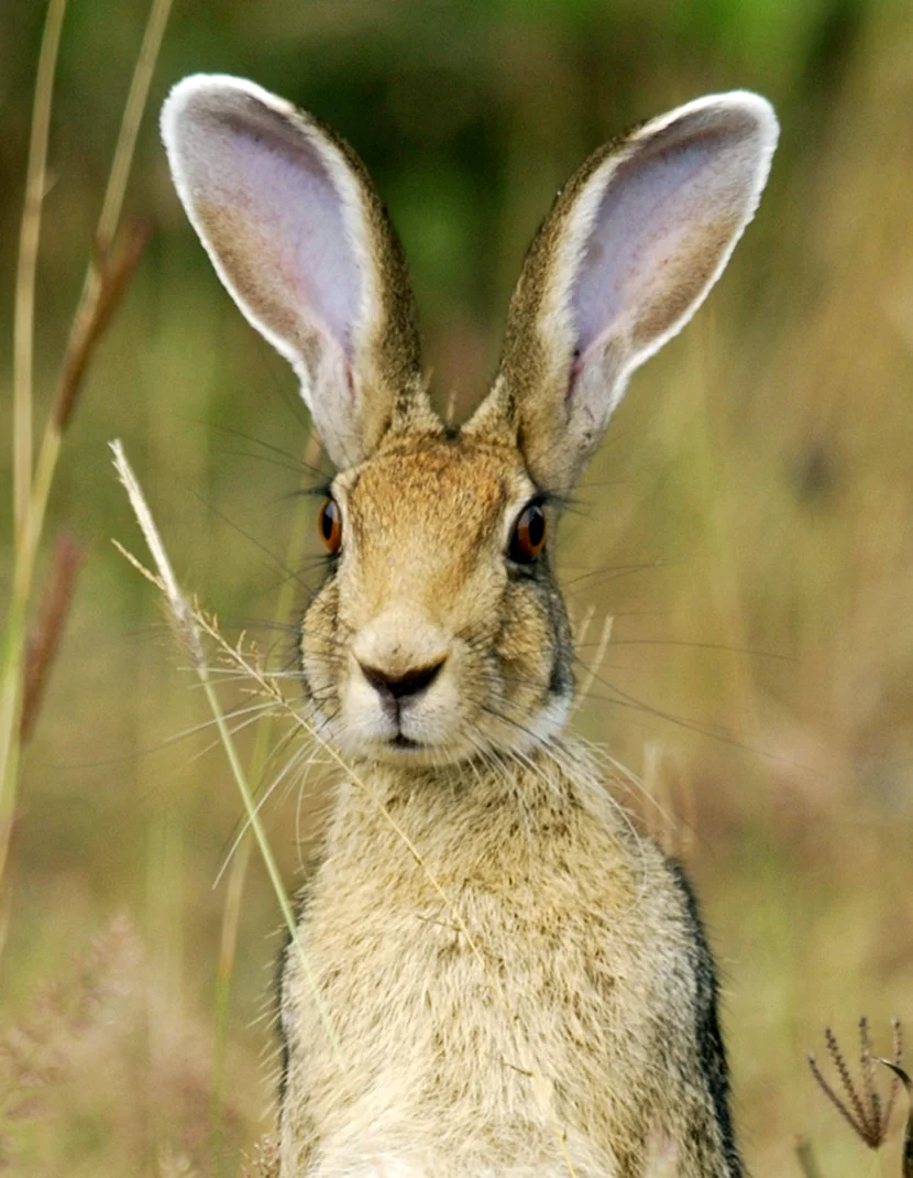 Уши зайца русака