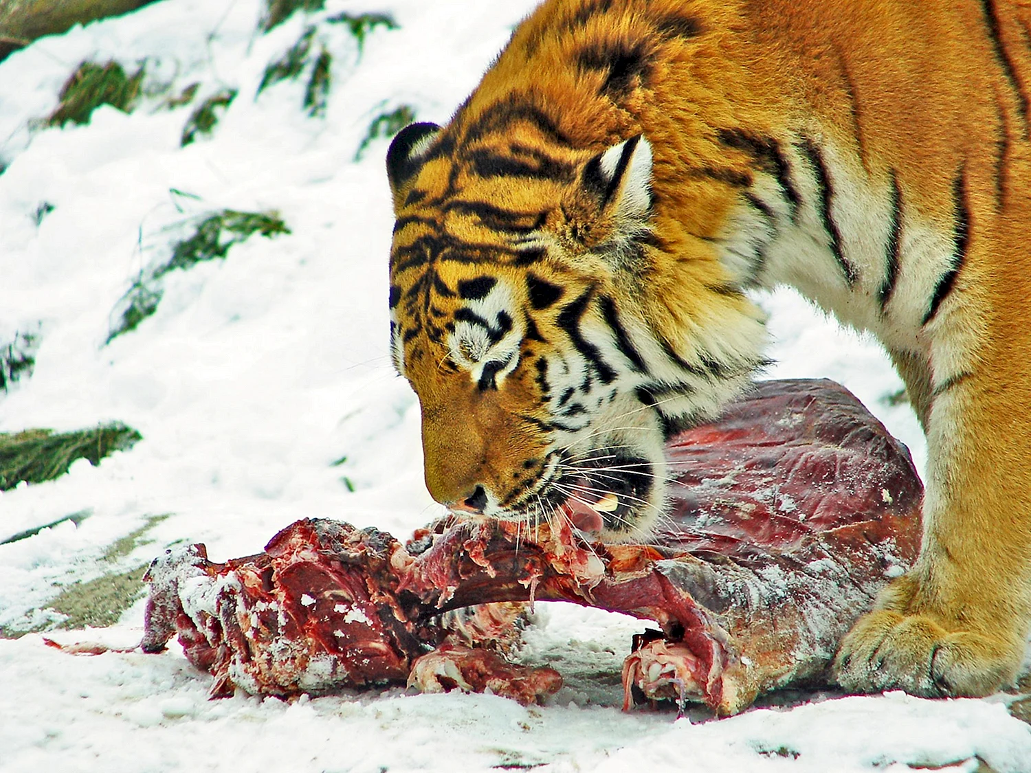 Уссурийский Амурский тигр охотится