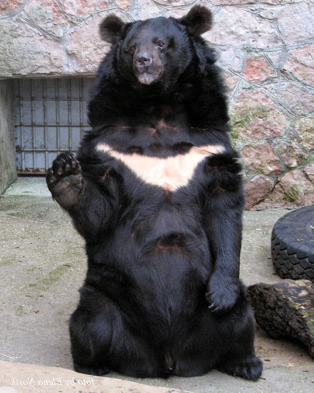 Уссурийский белогрудый медведь