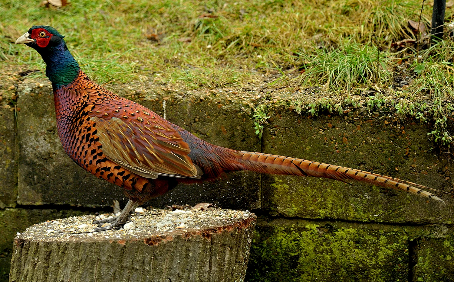 Уссурийский фазан
