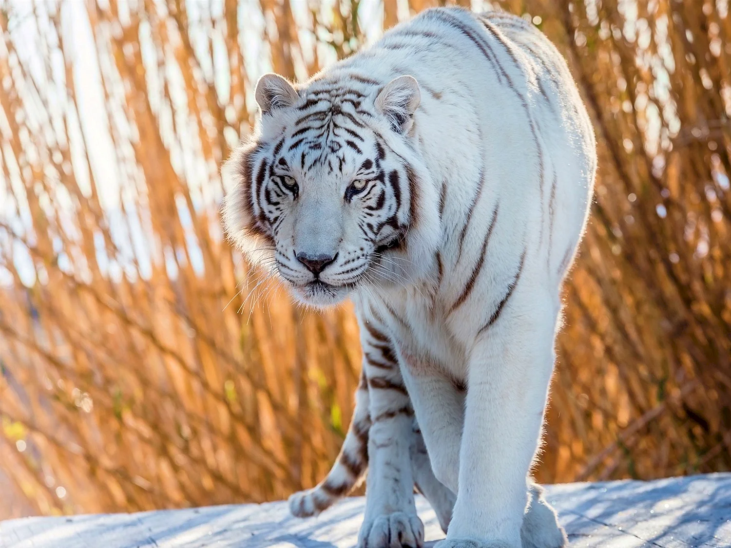 Уссурийский тигр альбинос