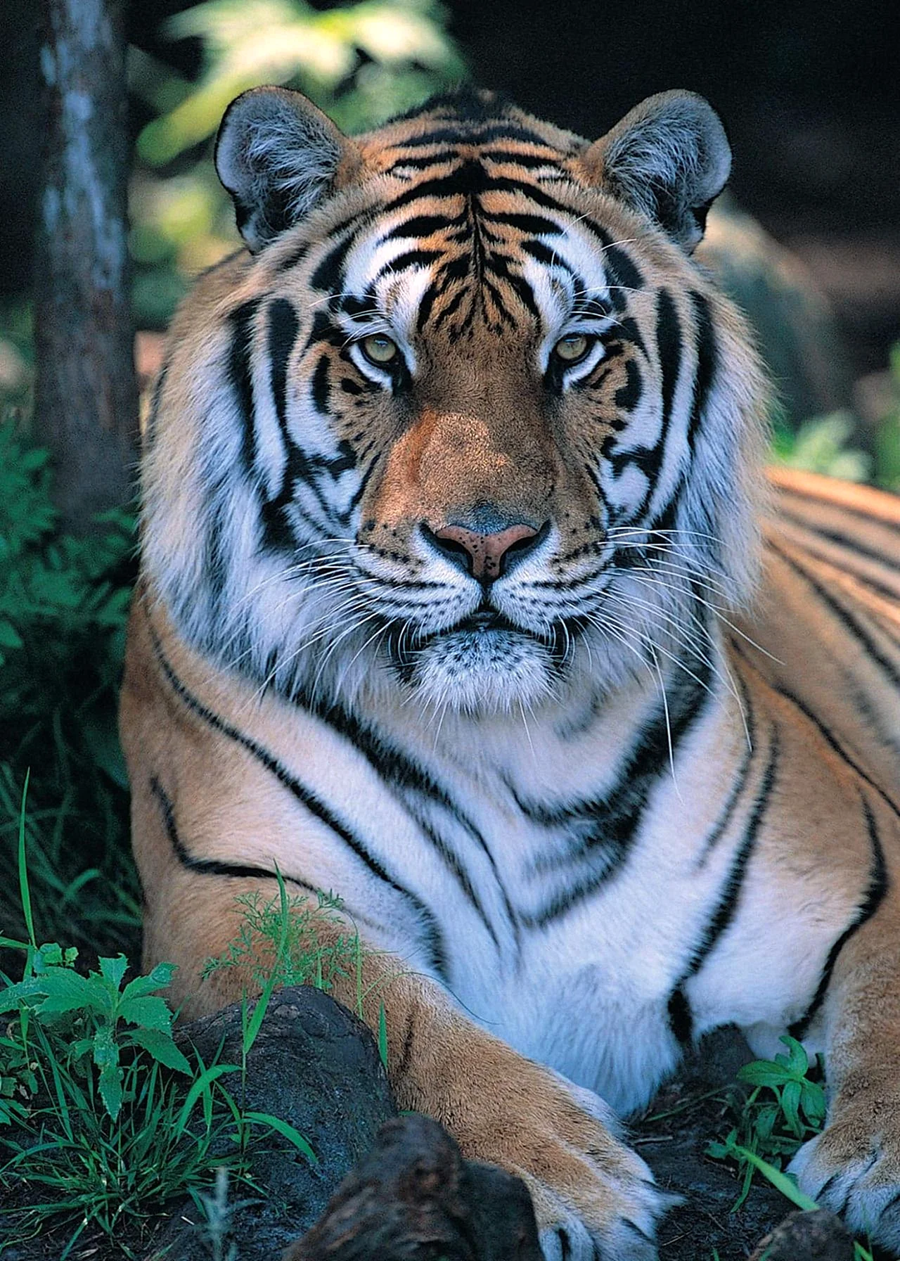 Уссурийский тигр дальнего Востока