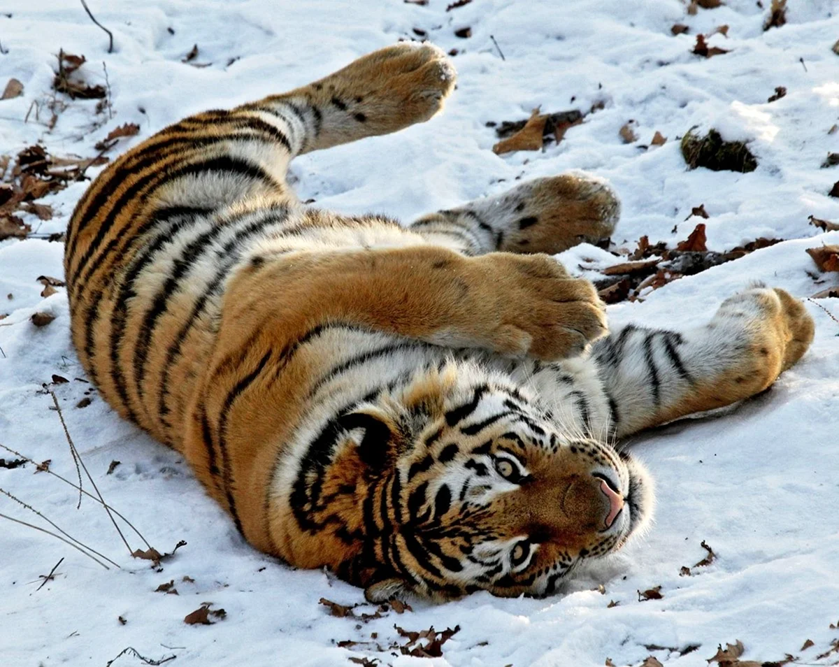 Уссурийский тигр и Амурский тигр