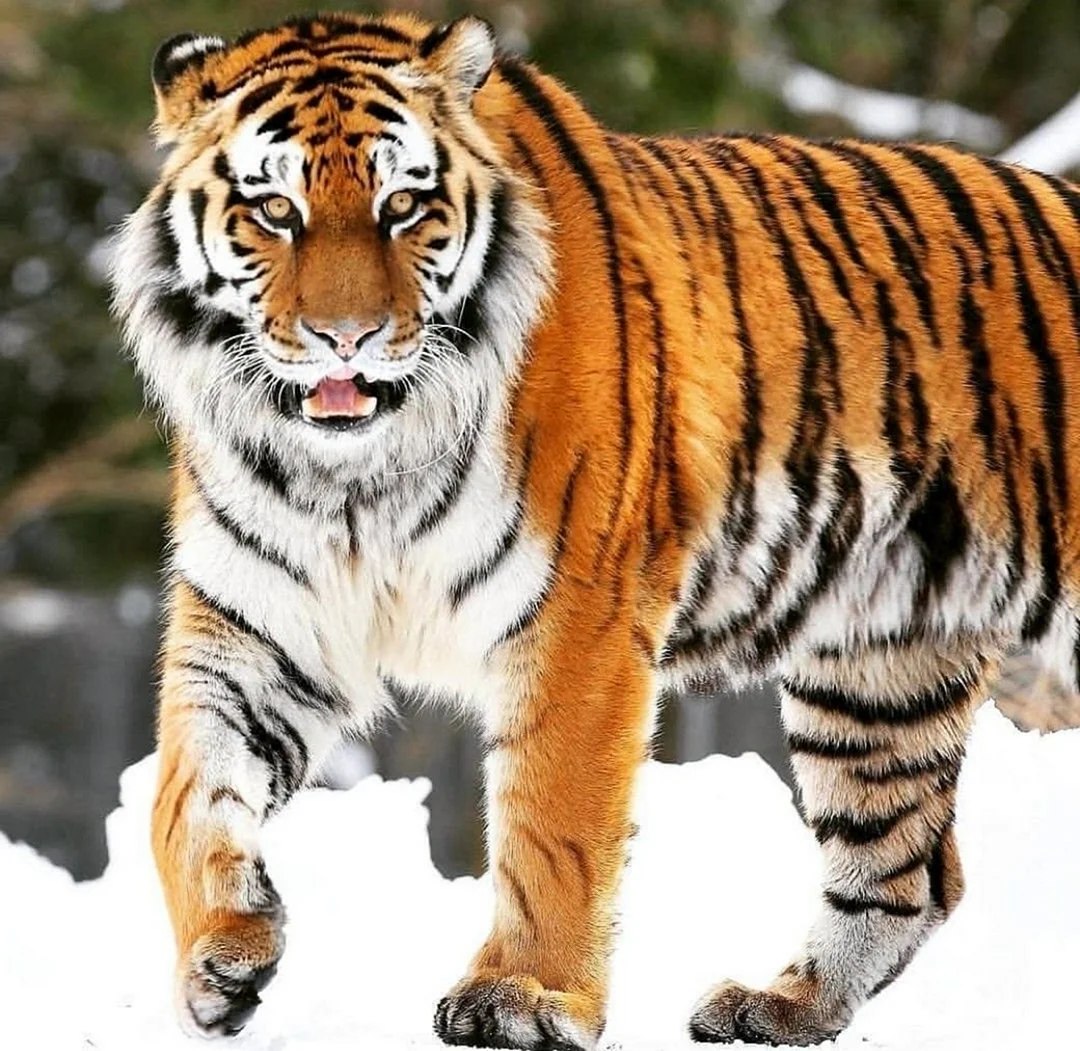 Уссурийский тигр и Амурский тигр