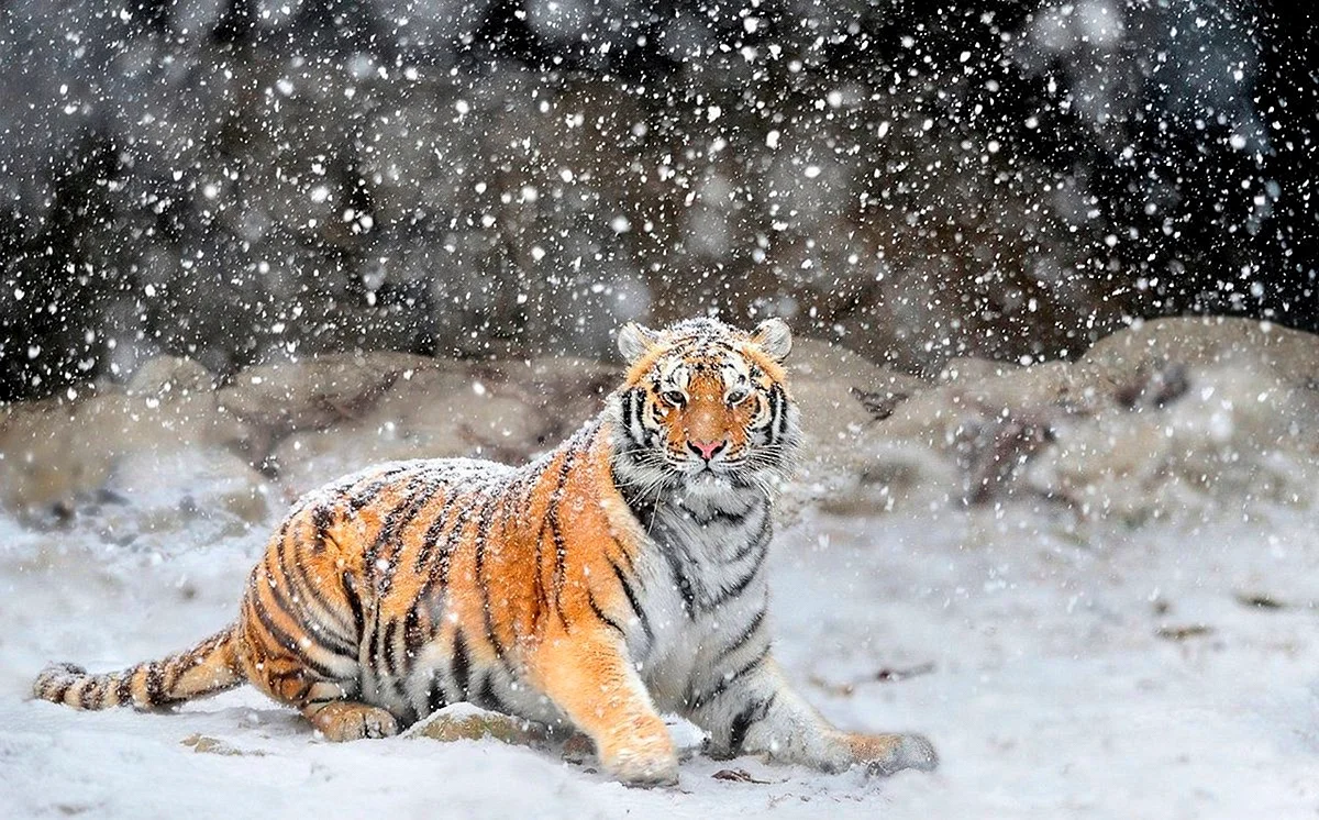 Уссурийский тигр зимой