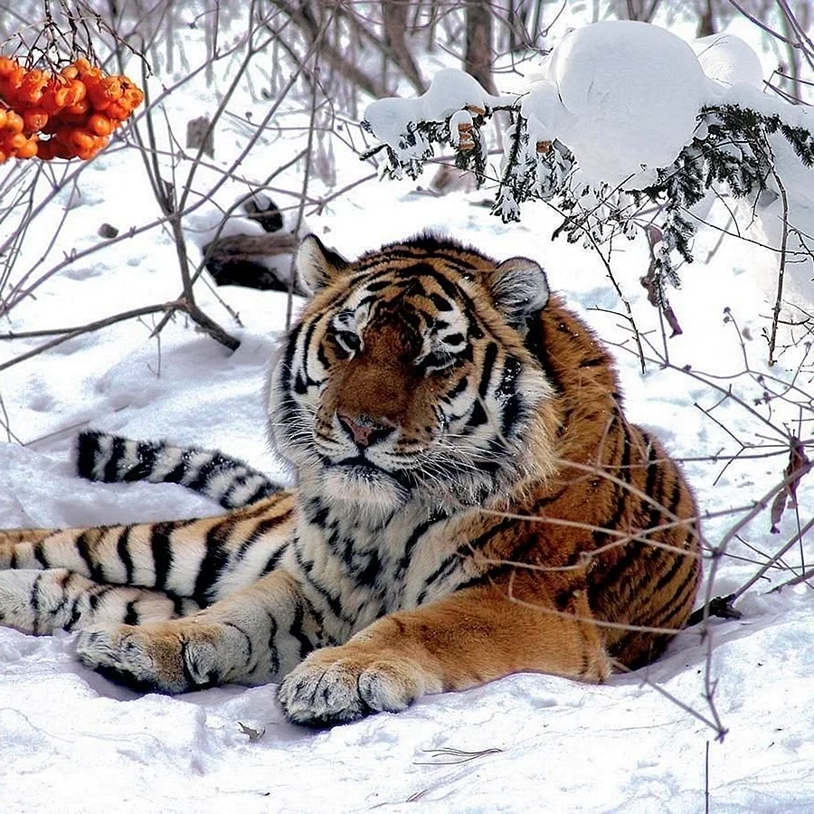 Уссурийский заповедник Амурский тигр