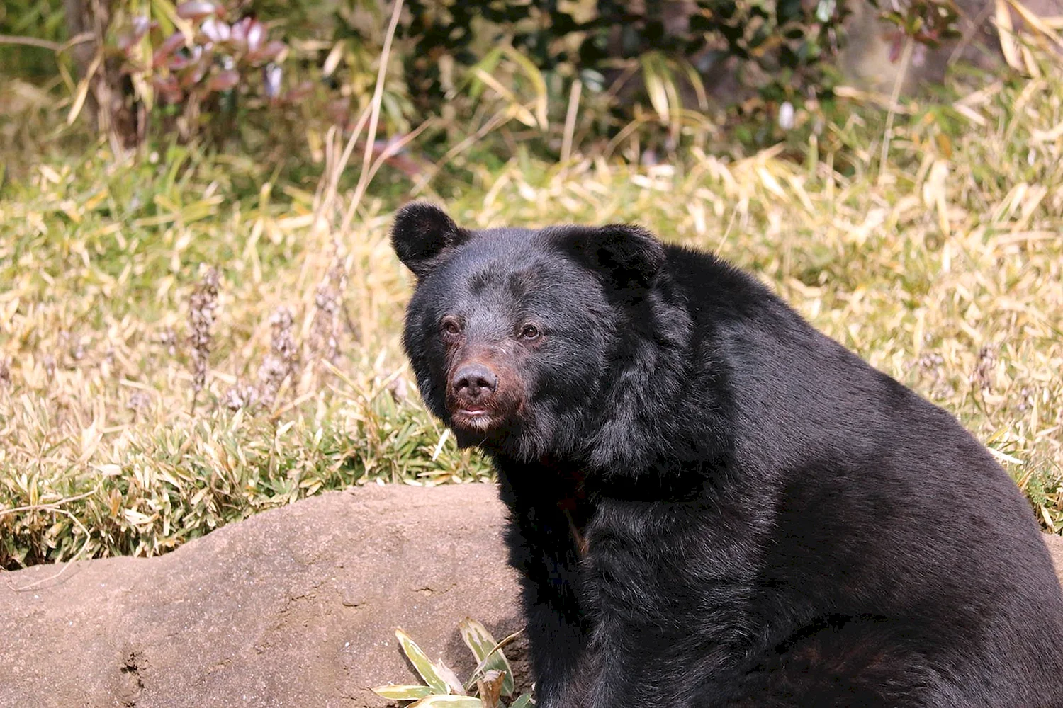 Уссурийский заповедник Гималайский медведь