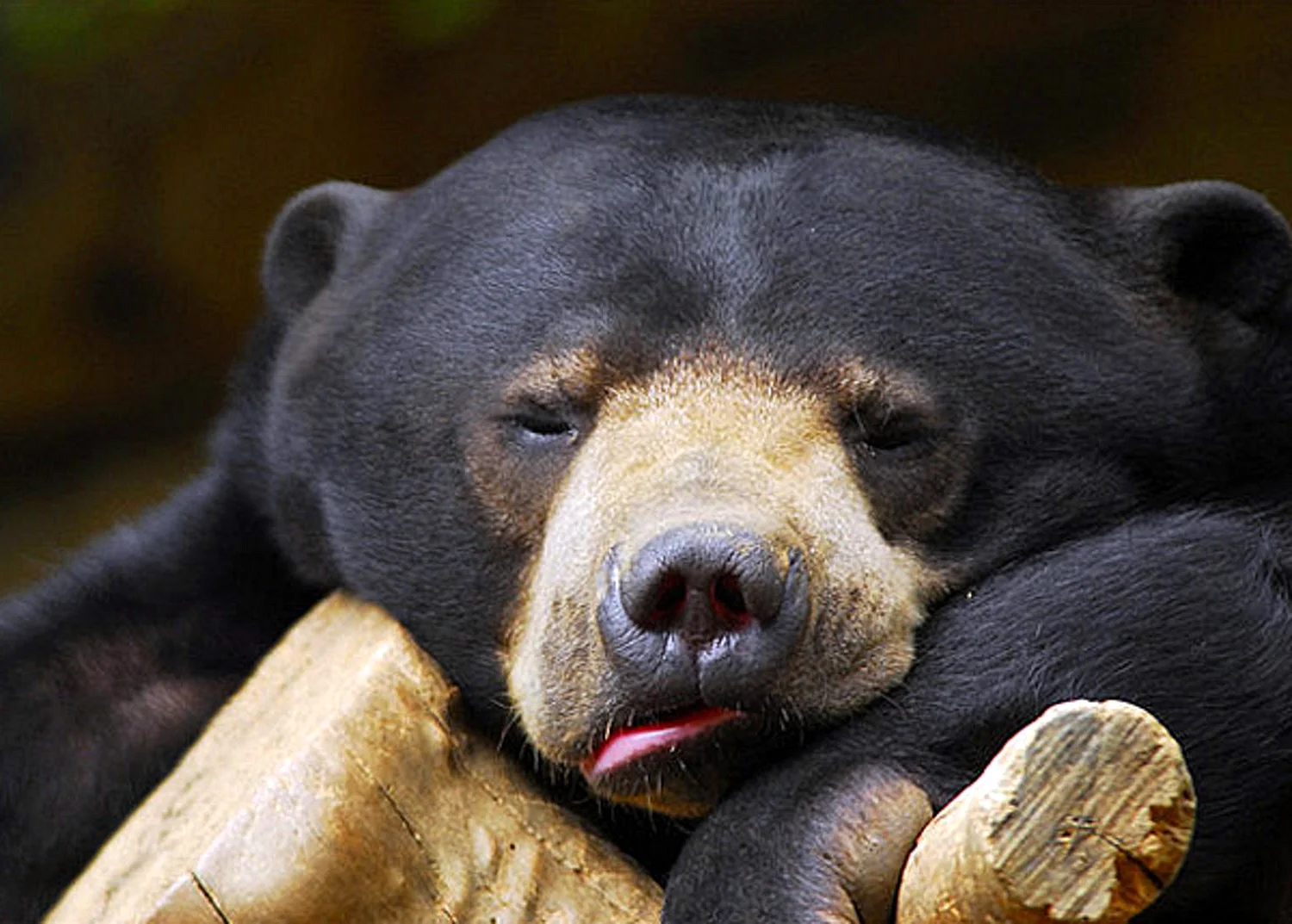 Усталый медведь