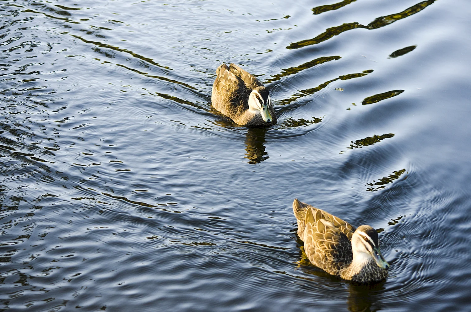 Утки плавают в пруду