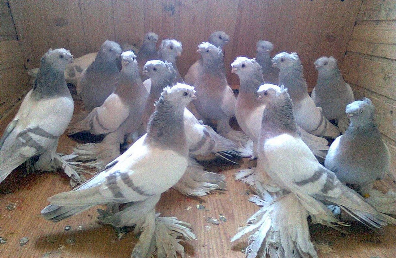 Узбекские двухчубые бойные голуби
