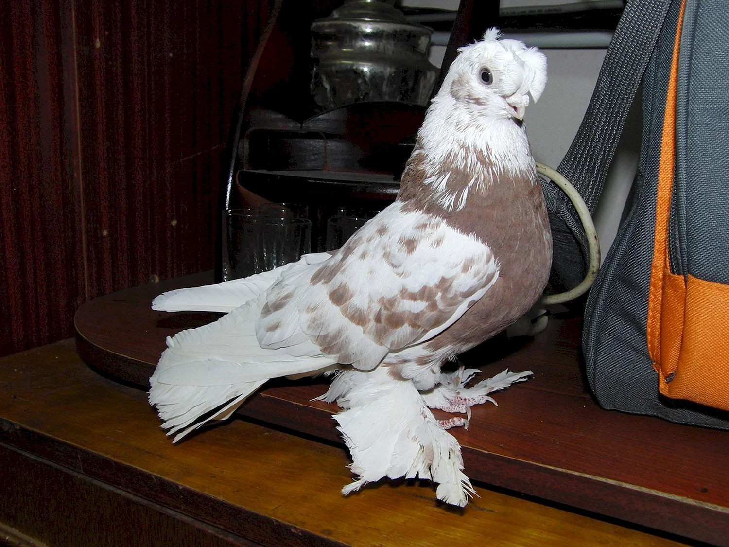 Узбекские голуби Бесчубые