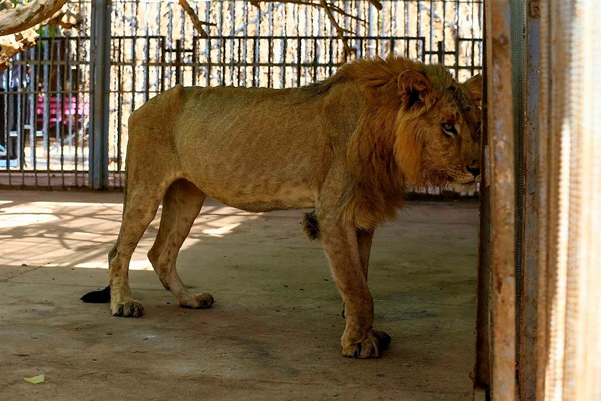 В зоопарке Судана голодают львы