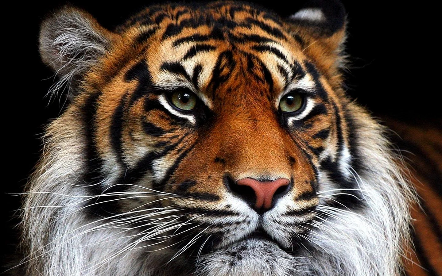 Вагр тигр