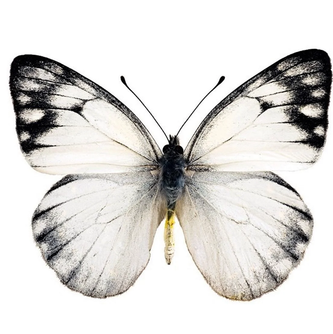 Вайт Баттерфляй (White Butterfly