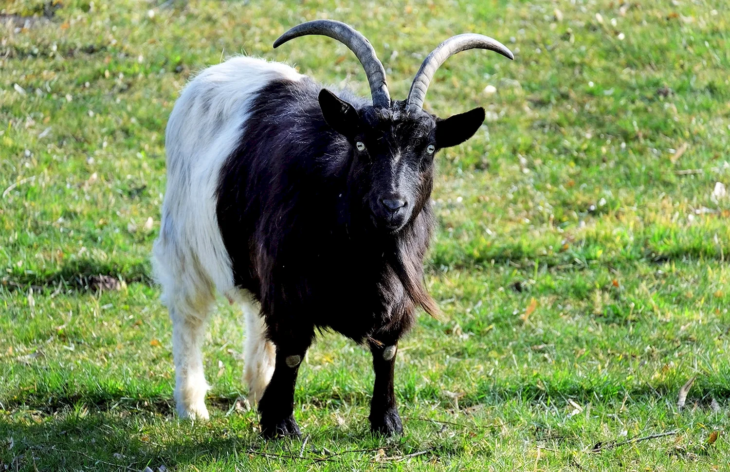 Валлийская черношеяя коза