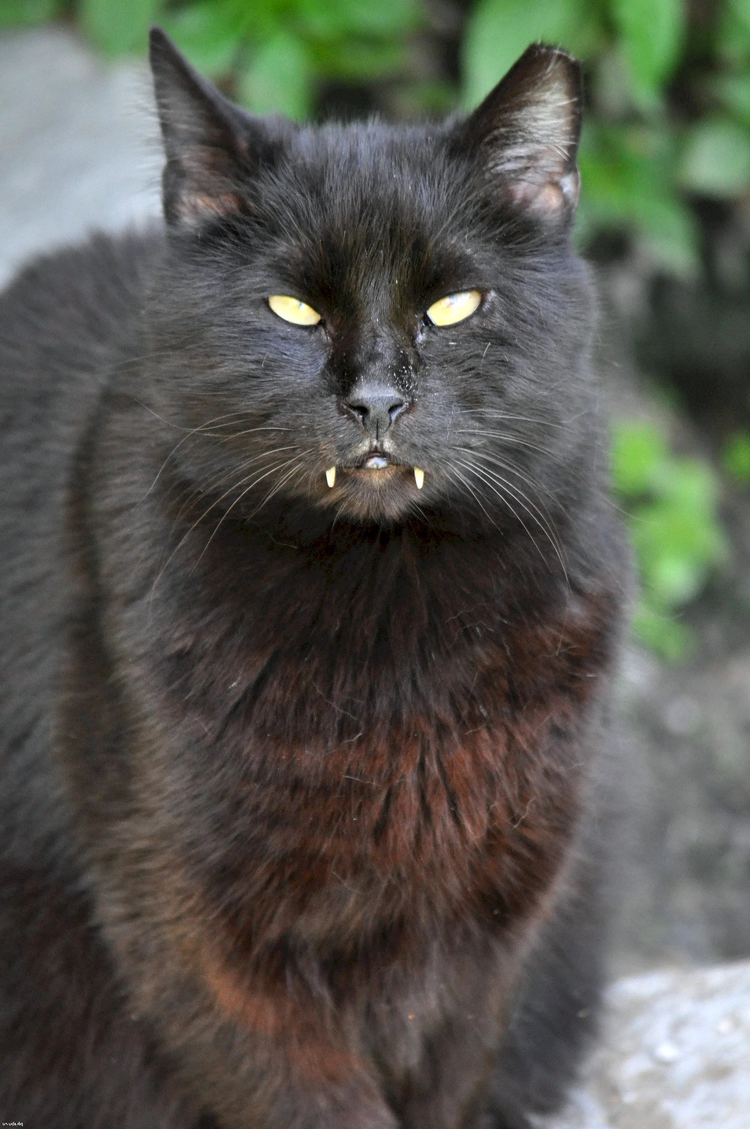 Вампирская порода кошек