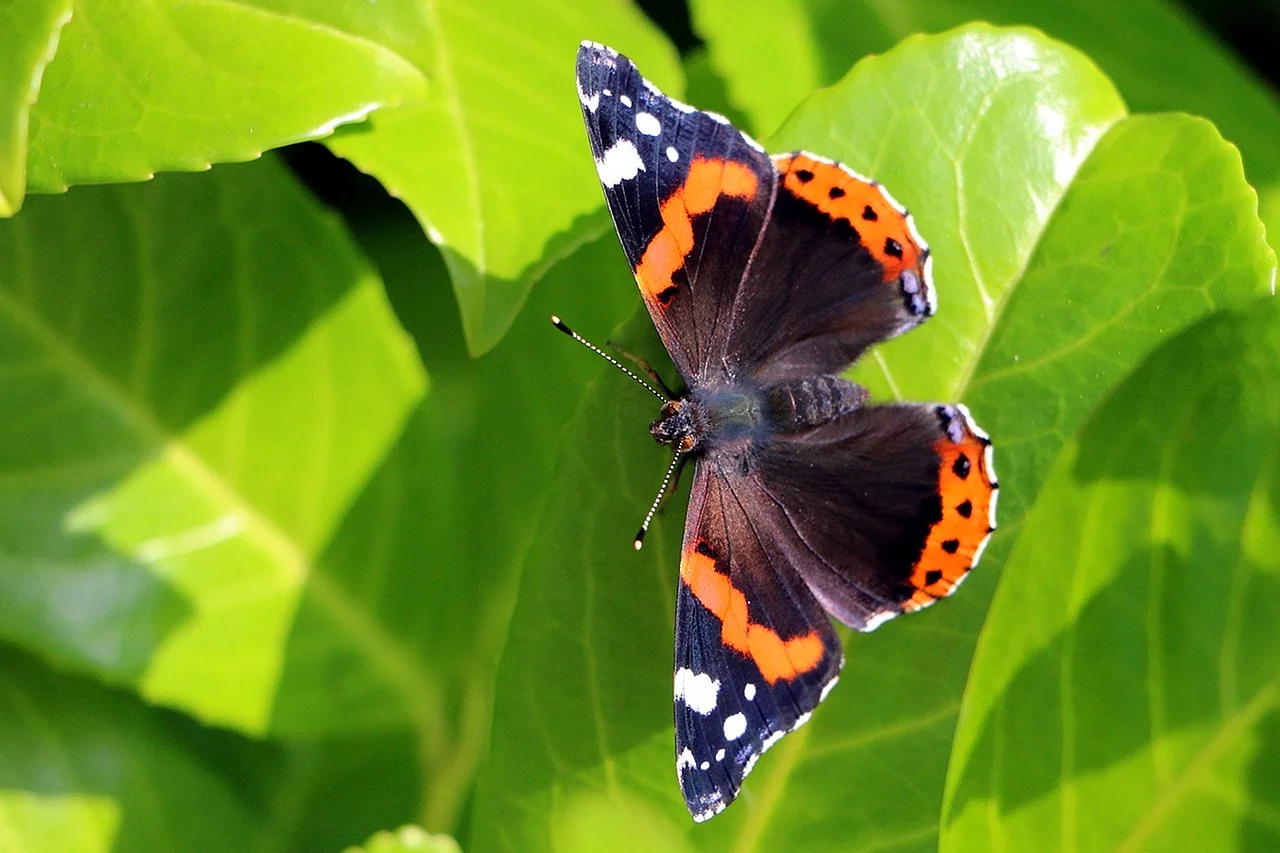 Vanessa Atalanta бабочка
