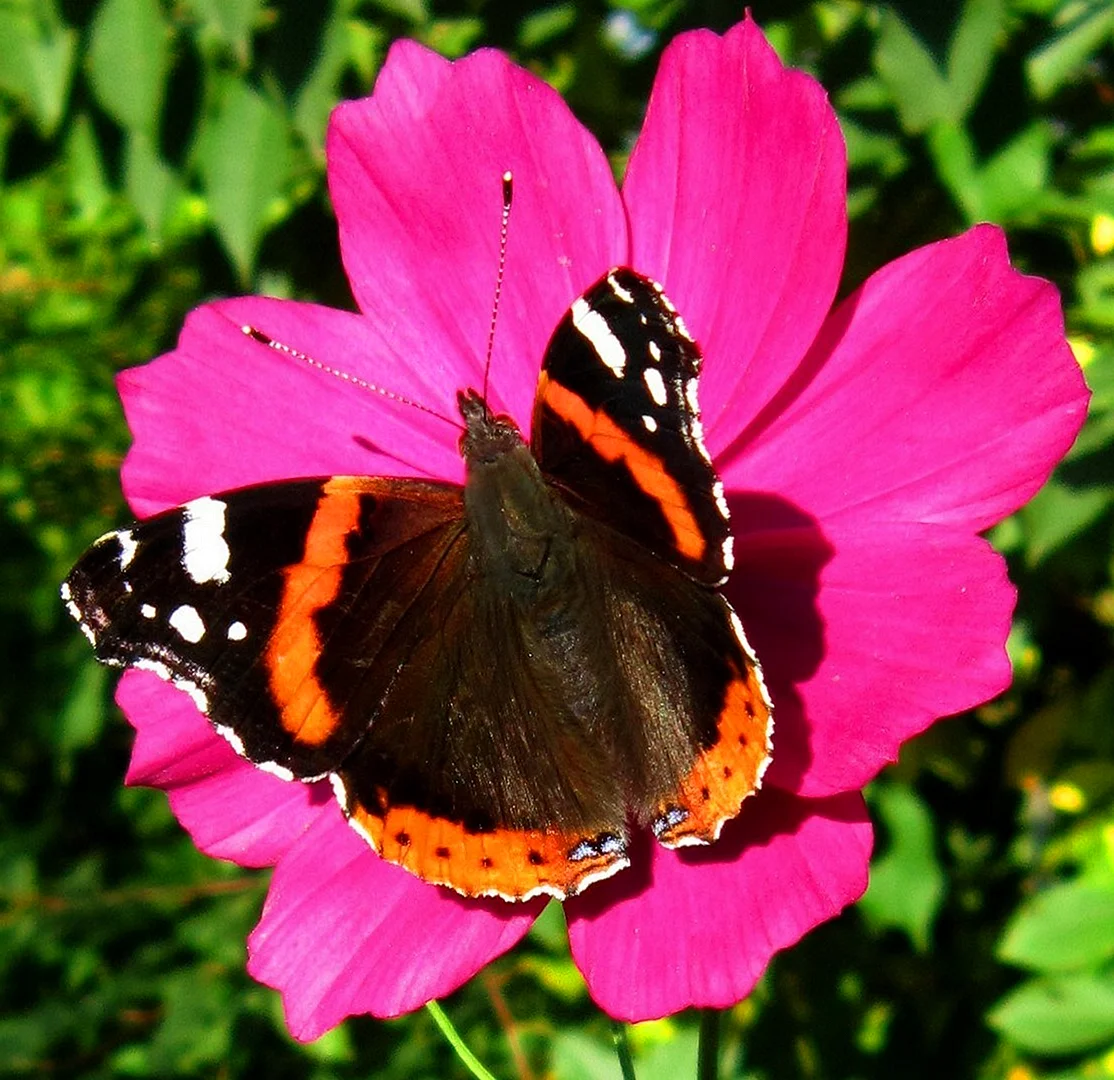 Vanessa Atalanta бабочка