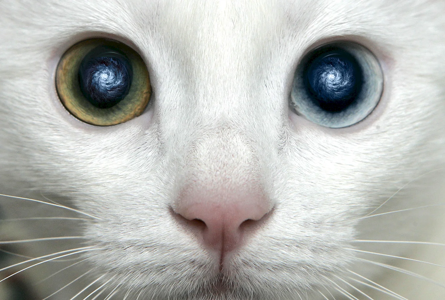 Ванская кошка глаза