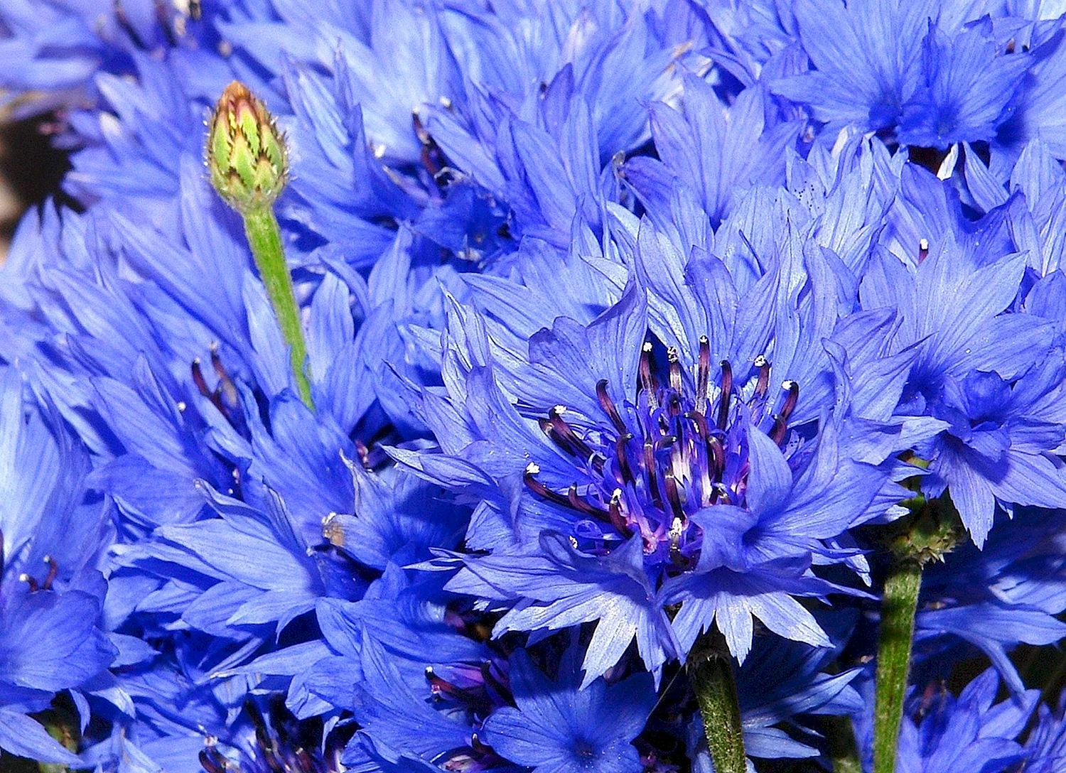 Василек голубой Centaurea cyanus