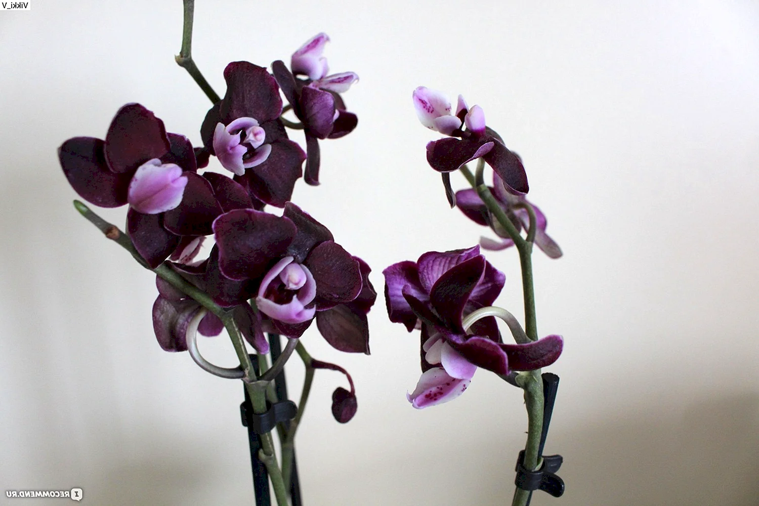 Васкостилис Орхидея