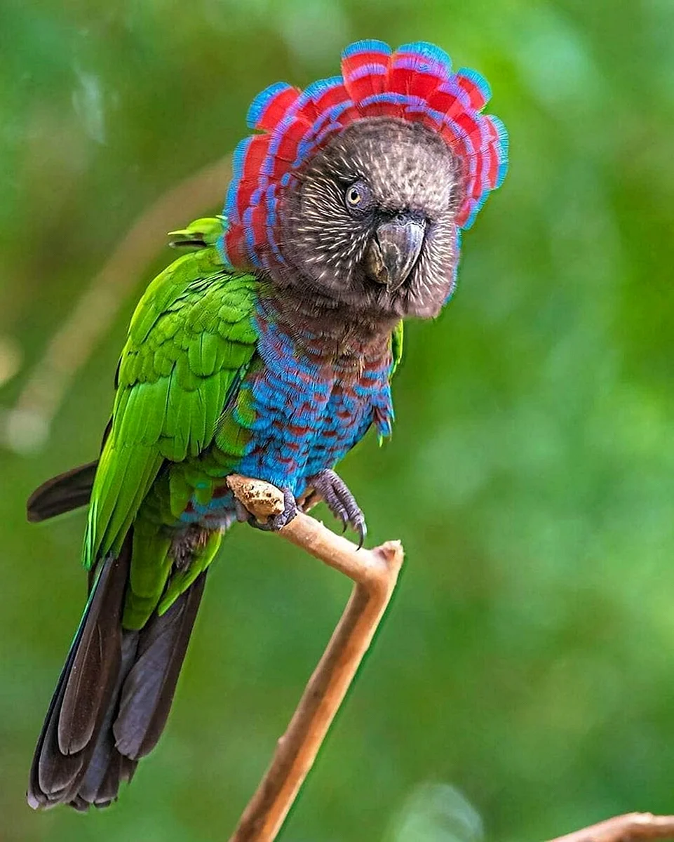 Веерные (ястребиноголовые) попугаи