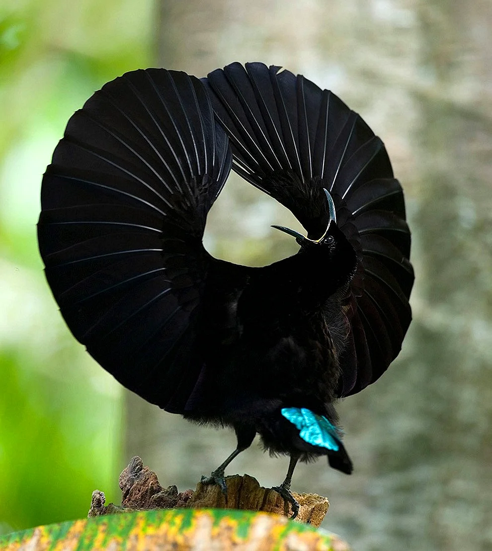 Великолепная щитоносная Райская птица
