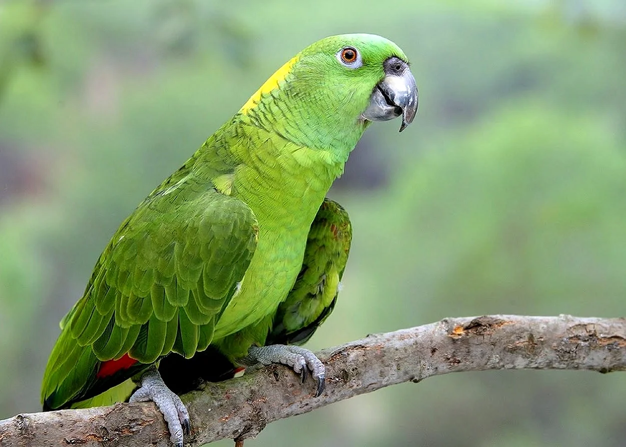 Венесуэльский Амазон попугай