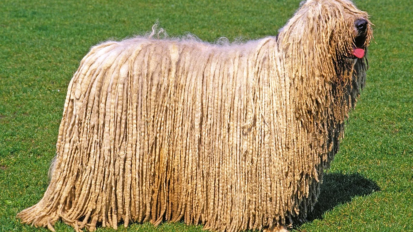 Венгерская овчарка Муни