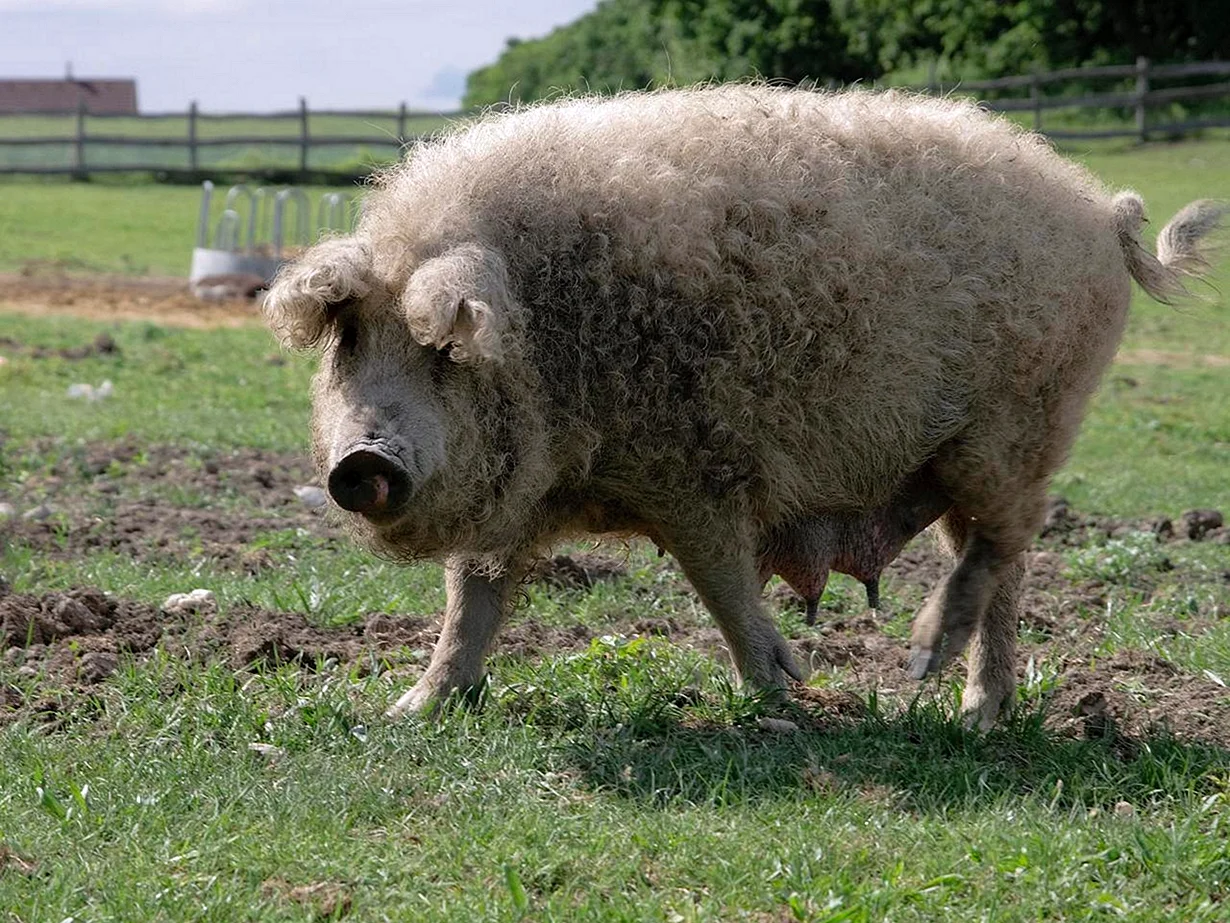 Венгерская свинья мангалица