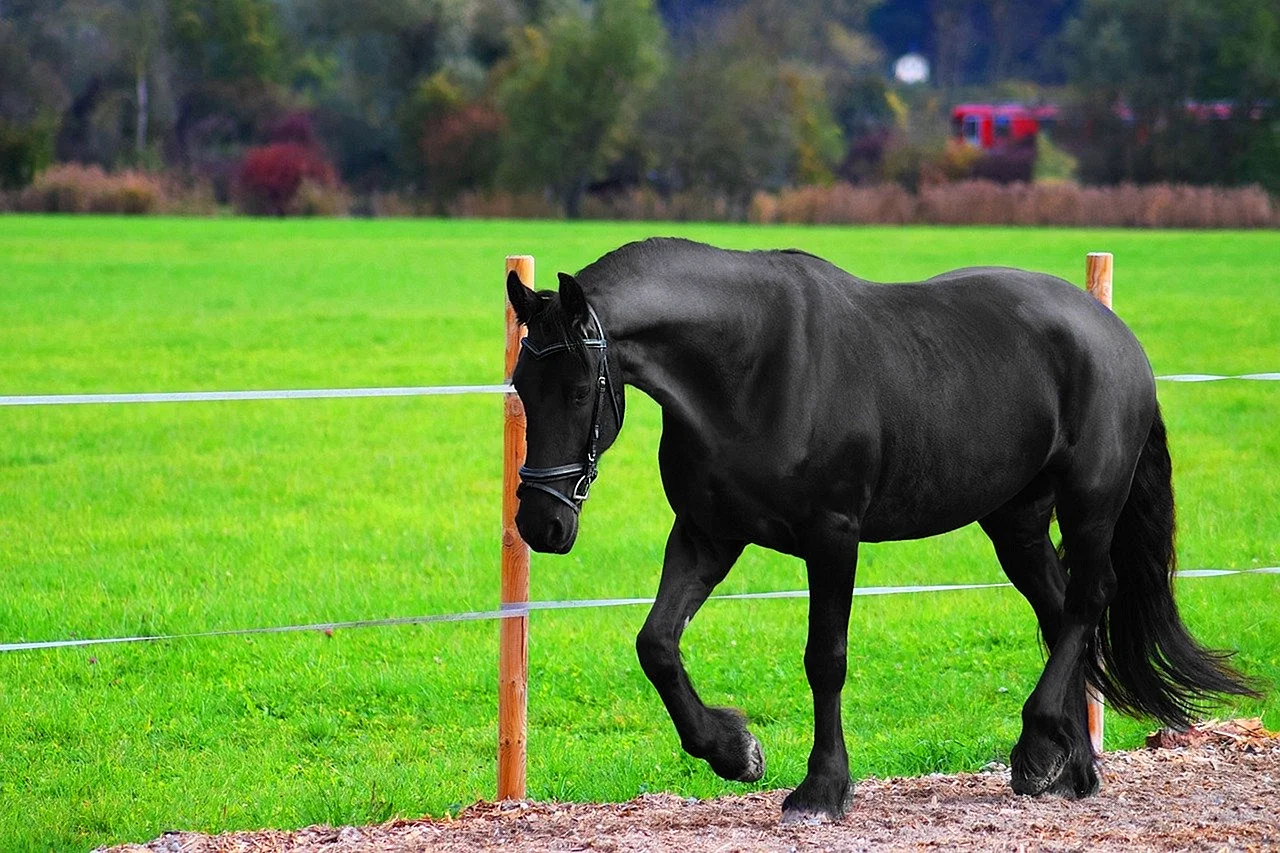 Венгерская теплокровная лошадь Вороная