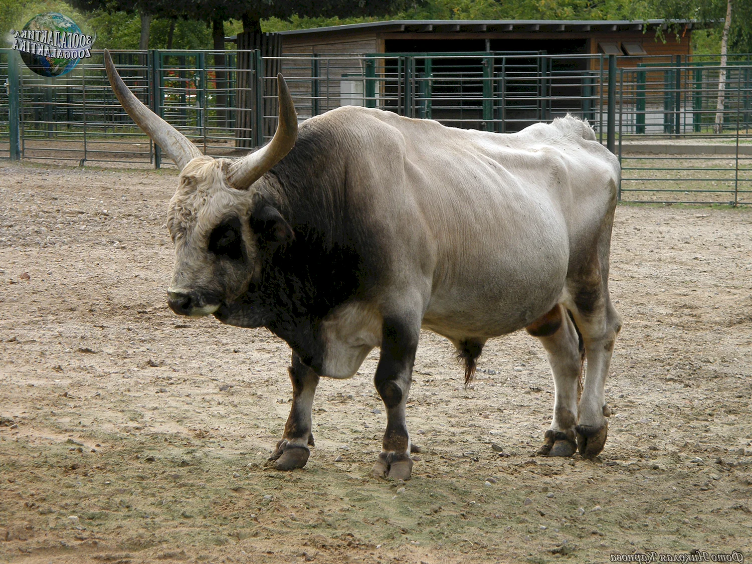 Венгерский бык