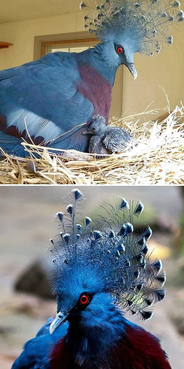 Венценосный голубь Виктория