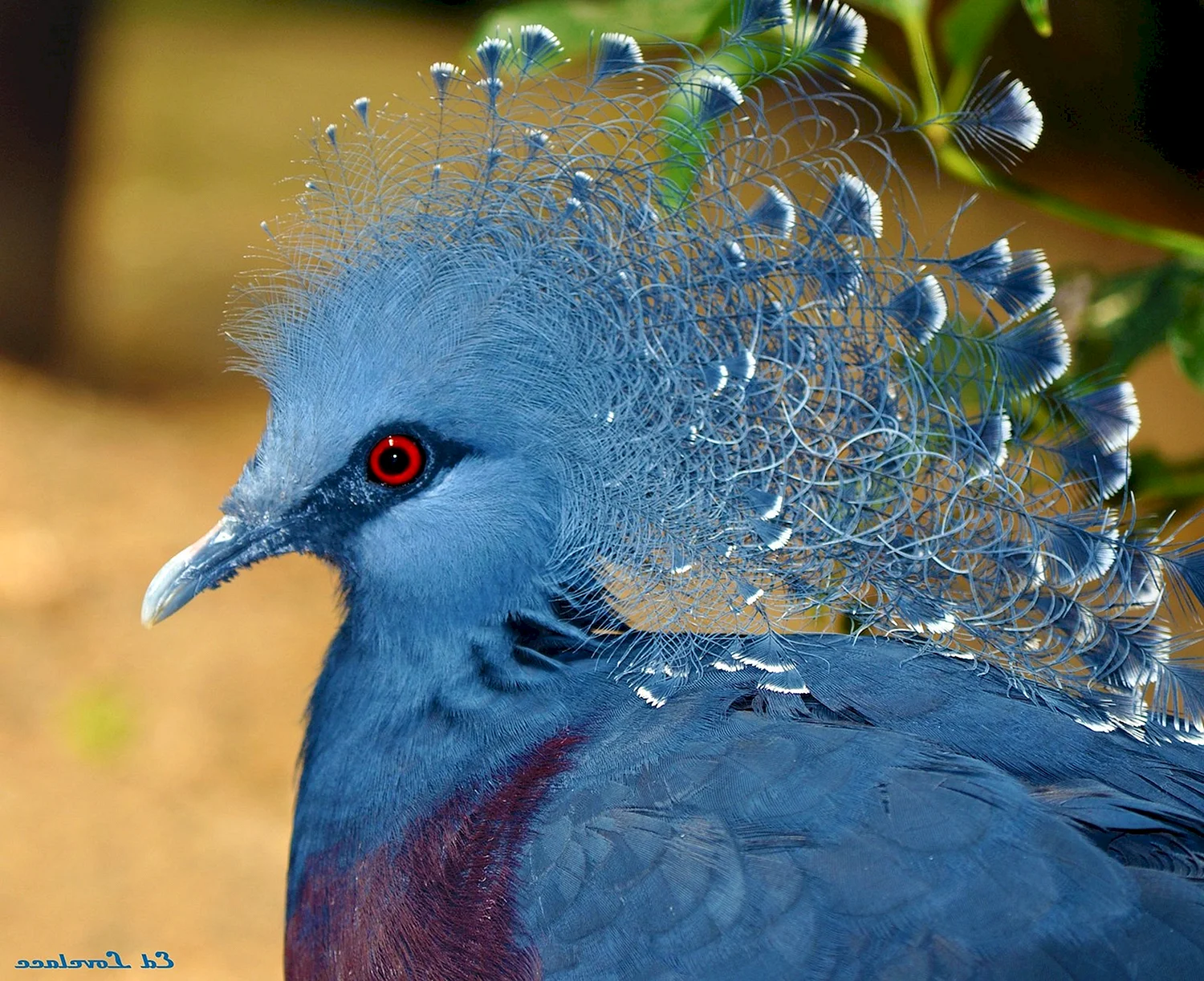 Венценосный голубь Виктория