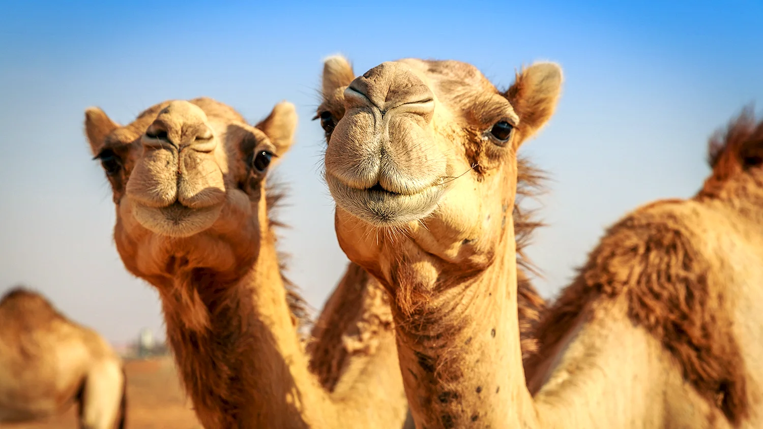 Верблюд Camel