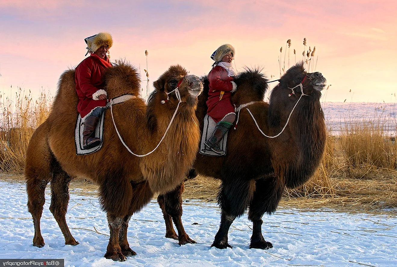 Верблюд двугорбый монгольский
