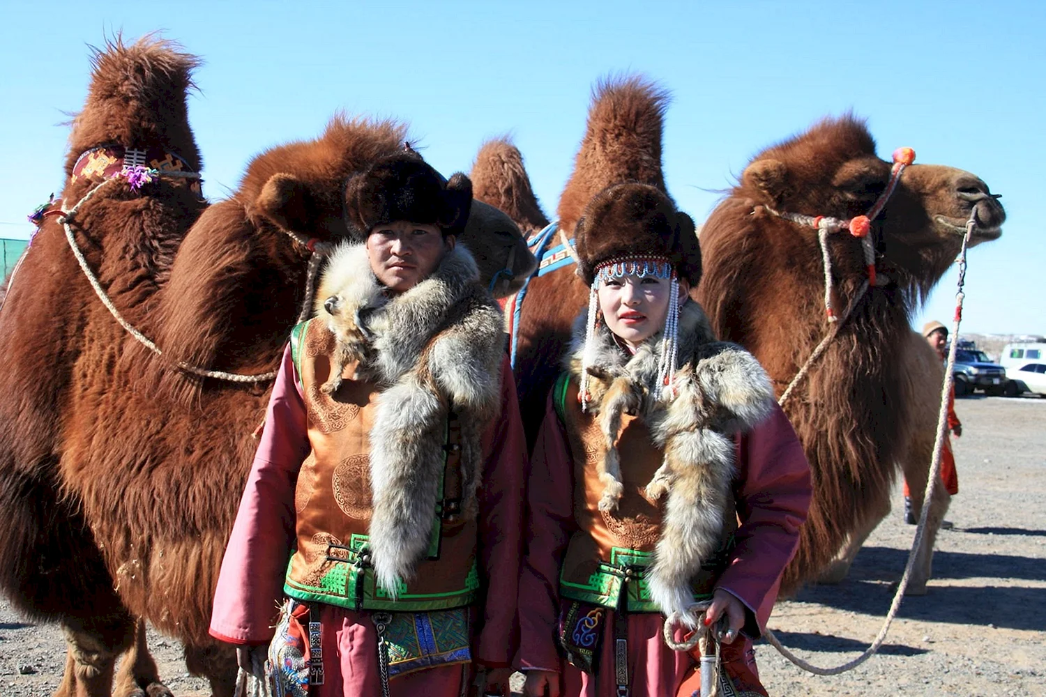 Верблюд Монголия зима