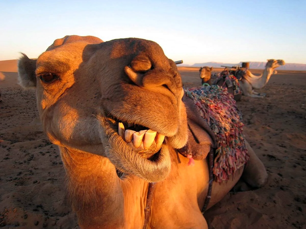 Верблюд на бедуинской свадьбе
