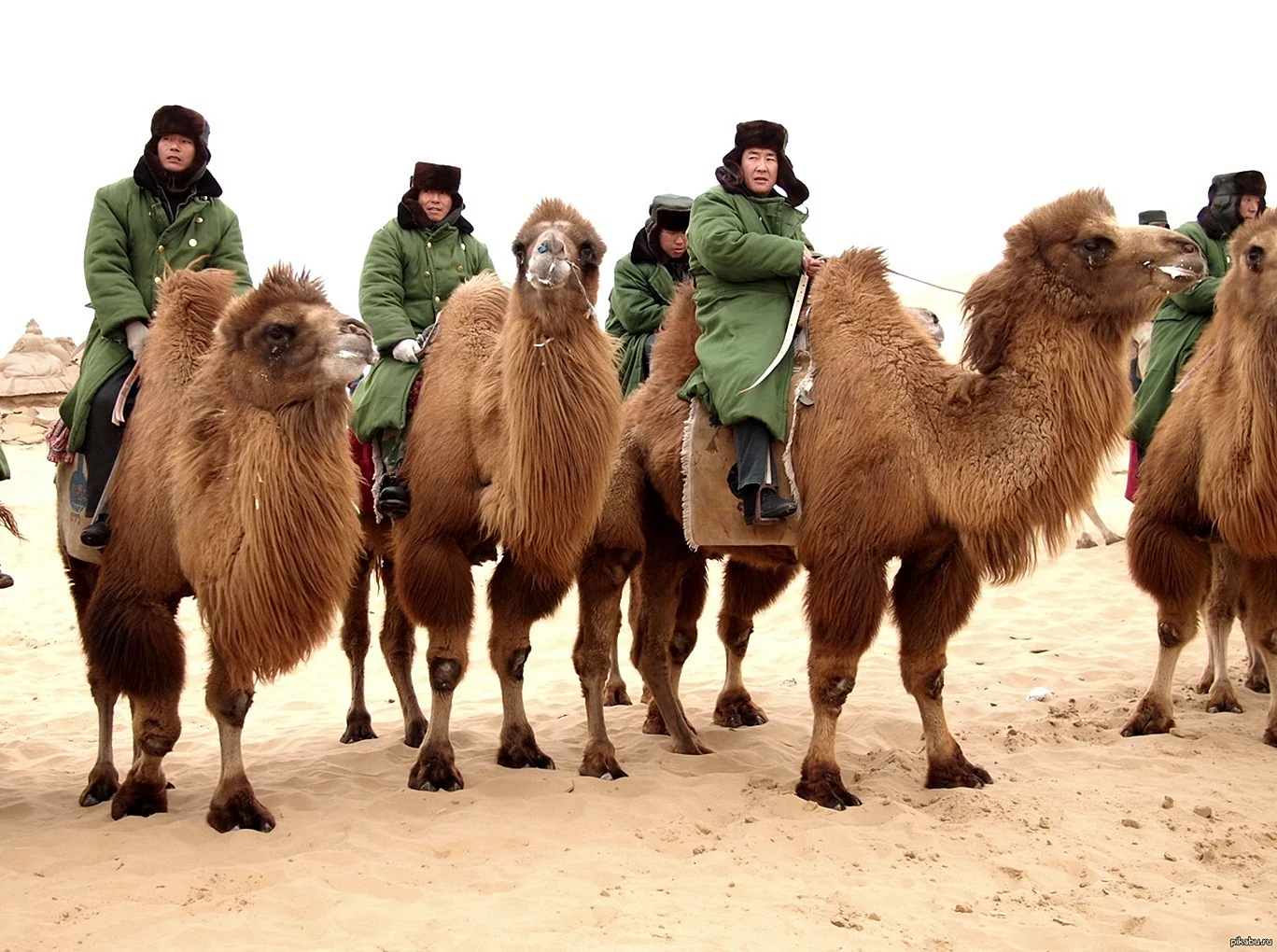 Верблюжья кавалерия Калмыков