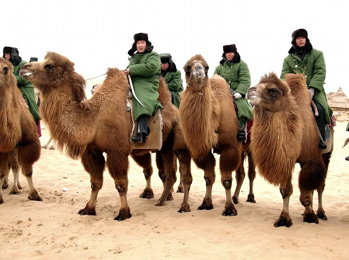 Верблюжья кавалерия Калмыков