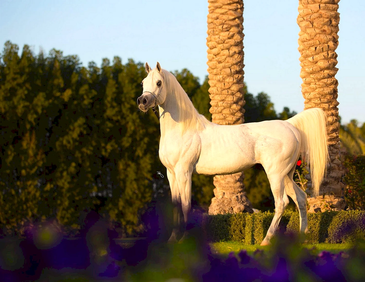 Верховая арабская лошадь Дахман