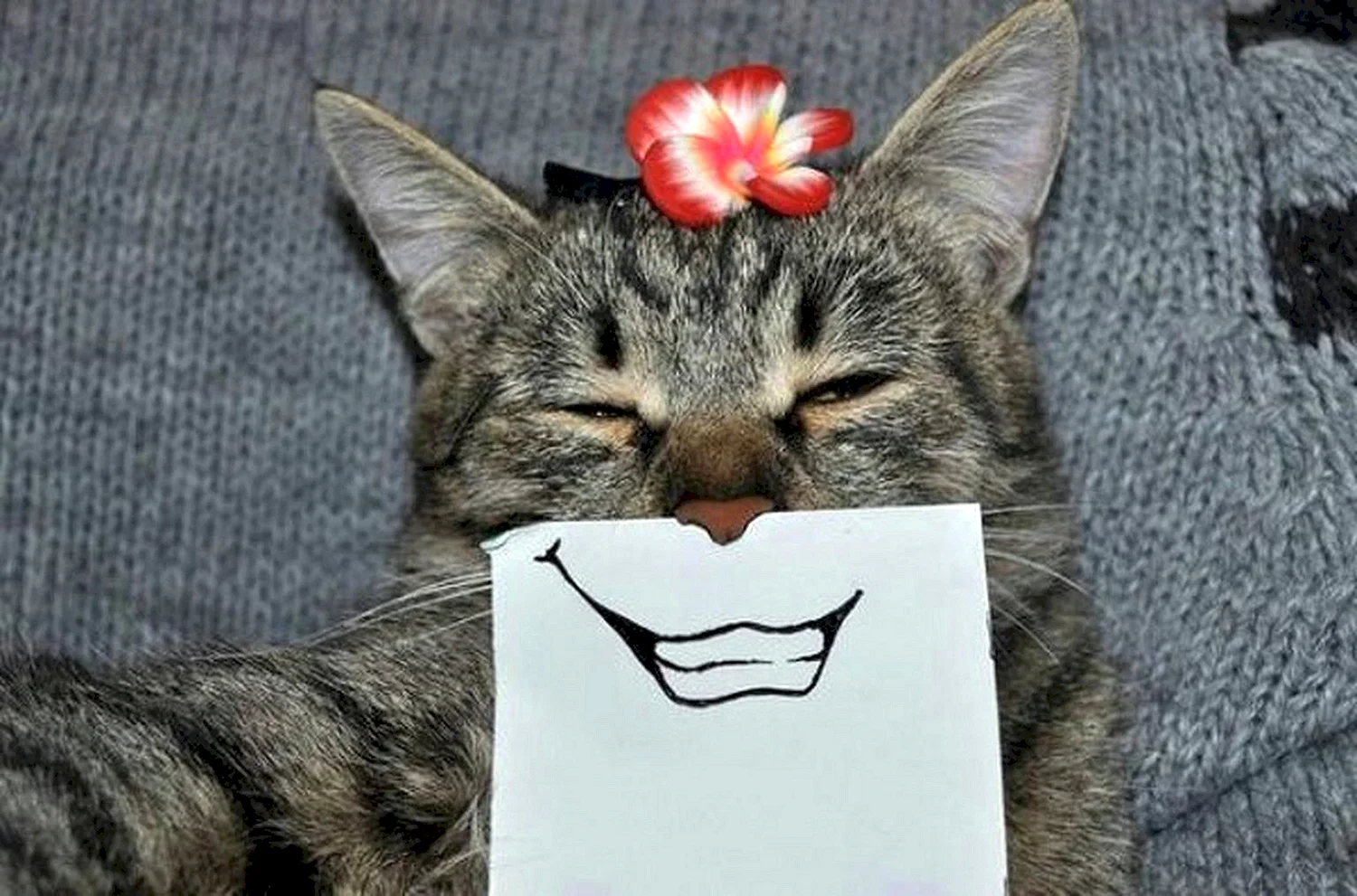 Веселый кот