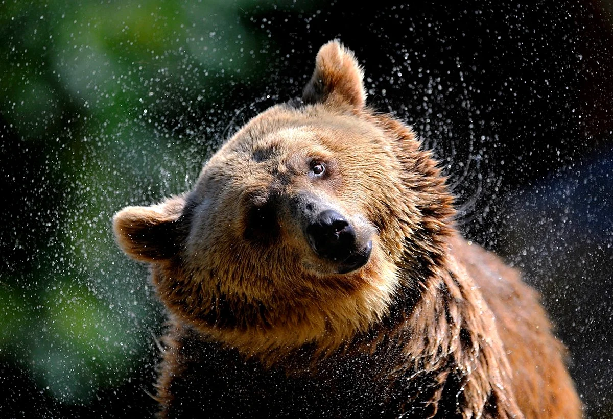 Веселый медведь