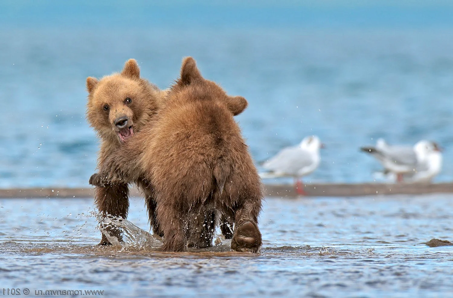 Веселый медведь Камчатка