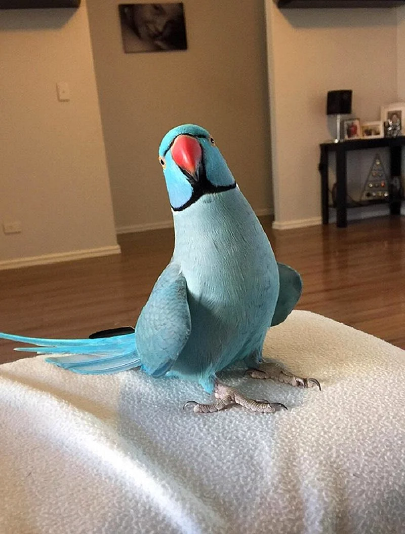 Веселый попугай